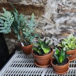 All About Sansevieria