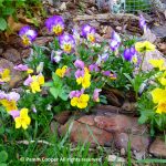 March and April Flowers for Pollinators